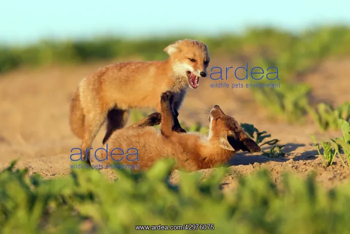 : European Red Fox - two well developed cubs play : European Red Fox - two well developed cubs play