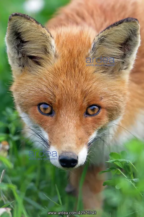 : European Red Fox - peering curiously into the lens : European Red Fox - peering curiously into the lens