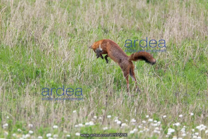 : European Red Fox - pouncing after a mouse on waste land : European Red Fox - pouncing after a mouse on waste land