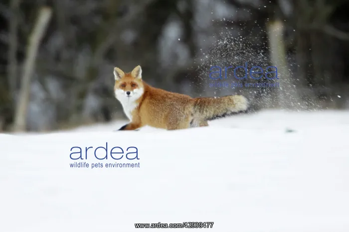 : European Red Fox - running across snow covered field : European Red Fox - running across snow covered field