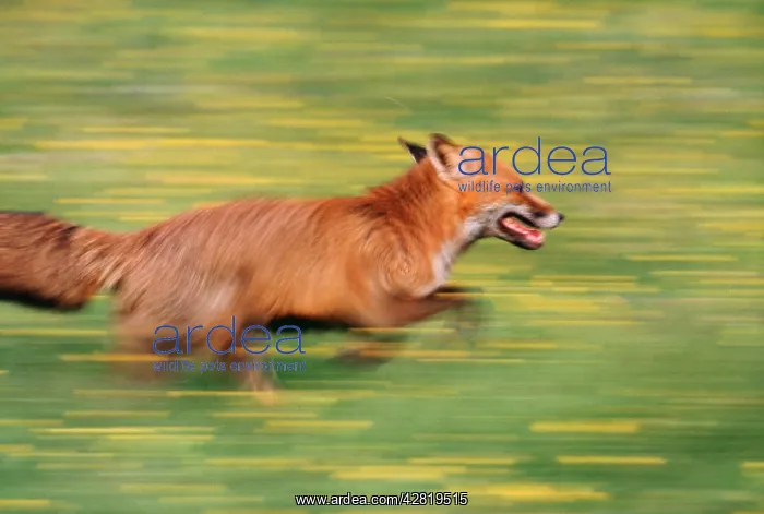 : European Red FOX - side view, running : European Red FOX - side view, running