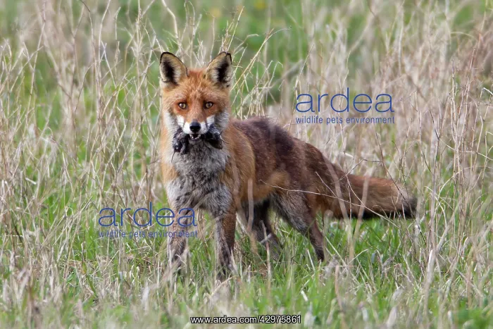: European Red Fox - vixen transporting caught voles : European Red Fox - vixen transporting caught voles
