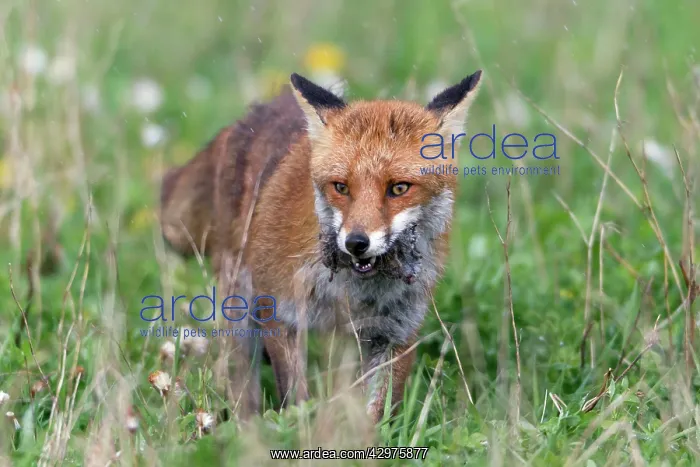 : European Red Fox - vixen transporting caught voles : European Red Fox - vixen transporting caught voles