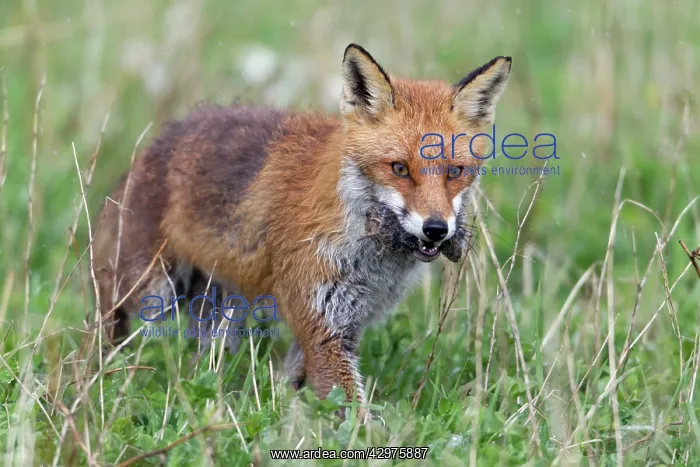 : European Red Fox - vixen transporting caught voles : European Red Fox - vixen transporting caught voles