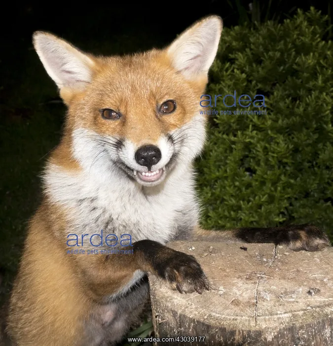  : European red fox vixen - urban fox in garden - Birmingham UK