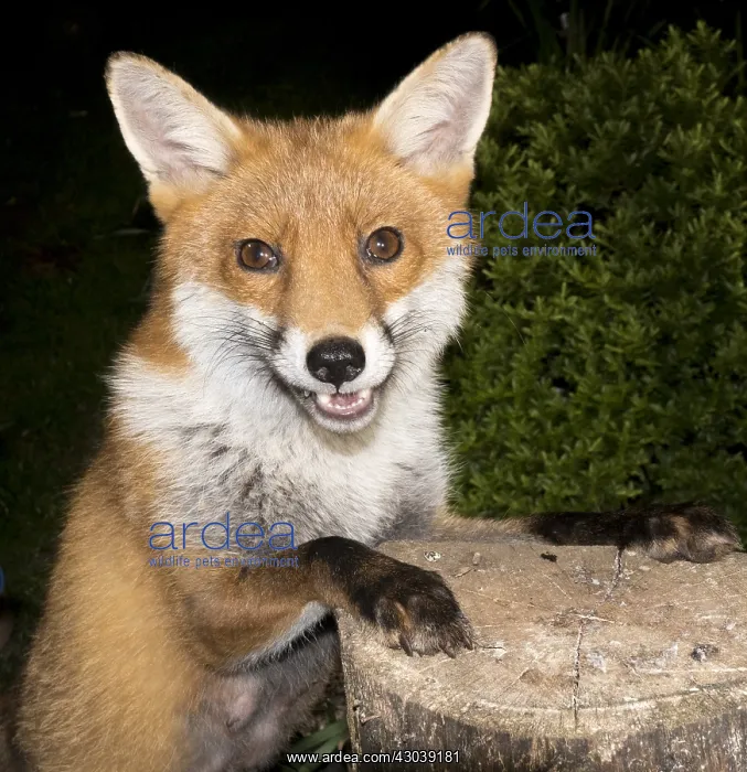 : European red fox vixen - urban fox in garden - Birmingham UK : European red fox vixen - urban fox in garden - Birmingham UK