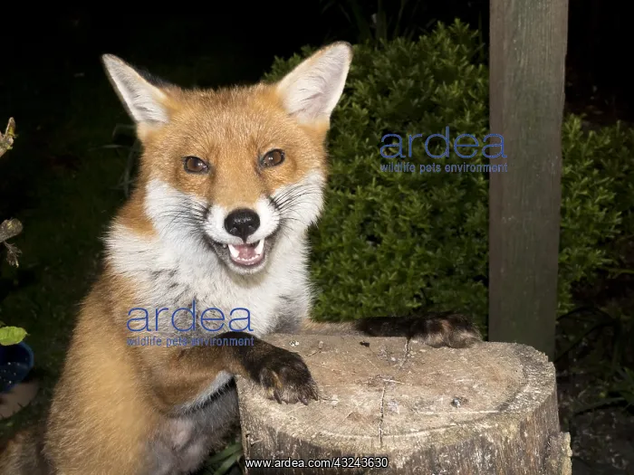 : European red fox vixen - urban fox in garden - Birmingham UK : European red fox vixen - urban fox in garden - Birmingham UK