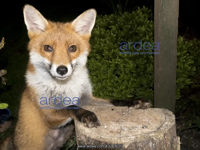 : European red fox vixen - urban fox in garden - Birmingham UK : European red fox vixen - urban fox in garden - Birmingham UK