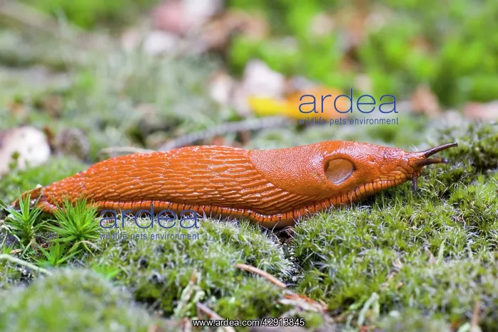: European Red Slug - on moss in garden : European Red Slug - on moss in garden