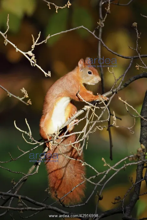 : European Red Squirrel - in bush searching for food : European Red Squirrel - in bush searching for food
