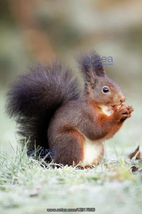 : European Red Squirrel - eating hazelnut : European Red Squirrel - eating hazelnut