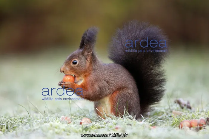 : European Red Squirrel - eating hazelnut : European Red Squirrel - eating hazelnut