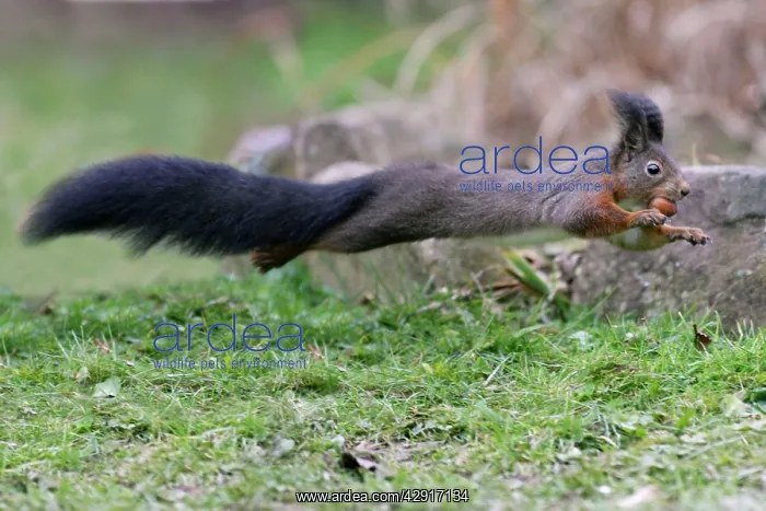 : European Red Squirrel - in full flight over garden lawn : European Red Squirrel - in full flight over garden lawn