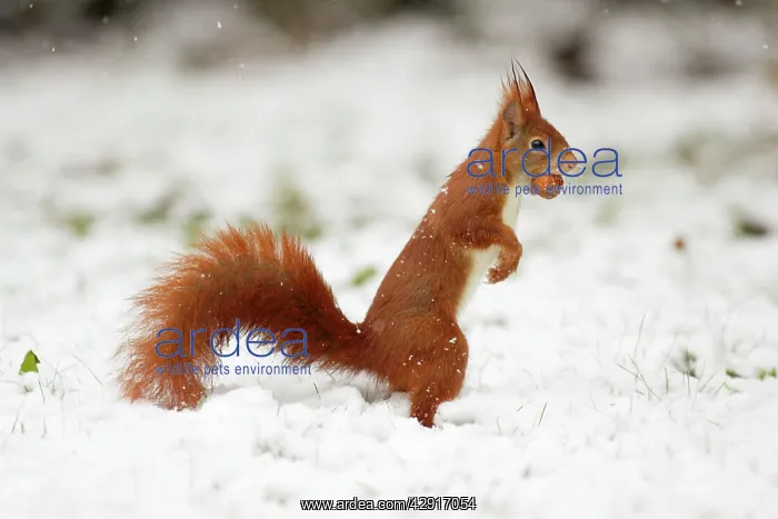 : European Red Squirrel - with hazelnut in mouth, winter snow : European Red Squirrel - with hazelnut in mouth, winter snow