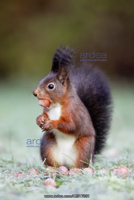 : European Red Squirrel - with hazelnut in mouth : European Red Squirrel - with hazelnut in mouth