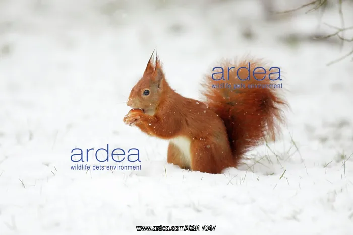 : European Red Squirrel - with hazelnut in mouth, winter : European Red Squirrel - with hazelnut in mouth, winter