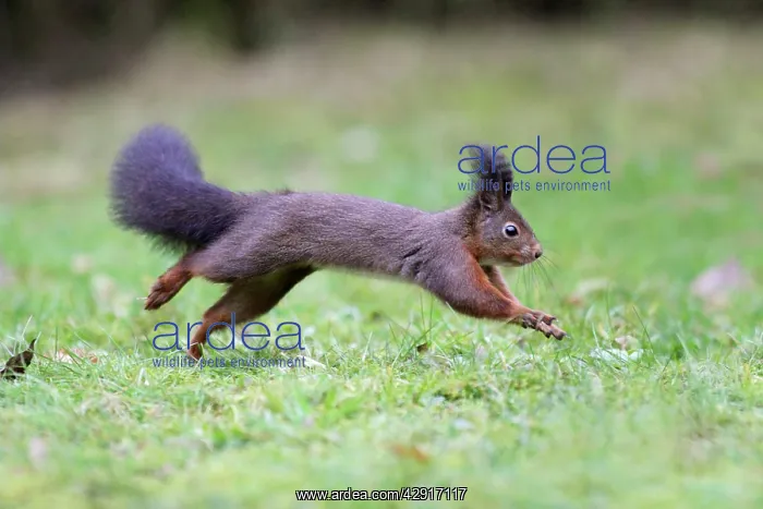 : European Red Squirrel - running across garden lawn : European Red Squirrel - running across garden lawn