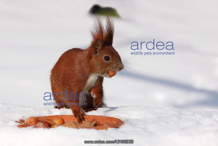 : European red squirrel (Sciurus vulgaris) eating : European red squirrel (Sciurus vulgaris) eating
