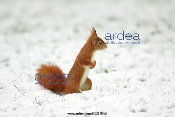 : European Red Squirrel - searching for food in snow : European Red Squirrel - searching for food in snow