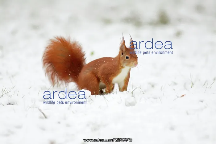 : European Red Squirrel - searching for food in snow : European Red Squirrel - searching for food in snow