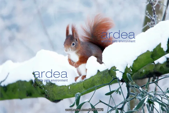 : European Red Squirrel - in snow : European Red Squirrel - in snow