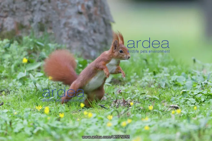 : European Red Squirrel - standing on back legs and : European Red Squirrel - standing on back legs and