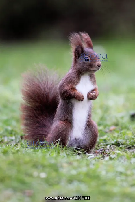 : European Red Squirrel - Standing upright : European Red Squirrel - Standing upright