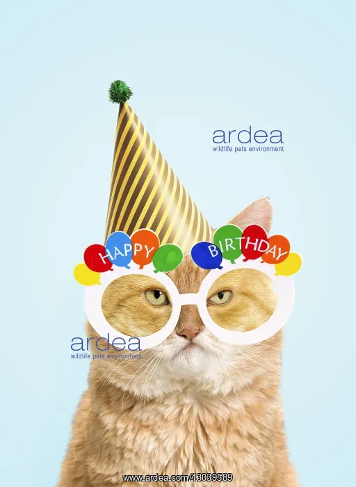 : European red tabby Cat, grumpy, wearing Happy Birthday : European red tabby Cat, grumpy, wearing Happy Birthday