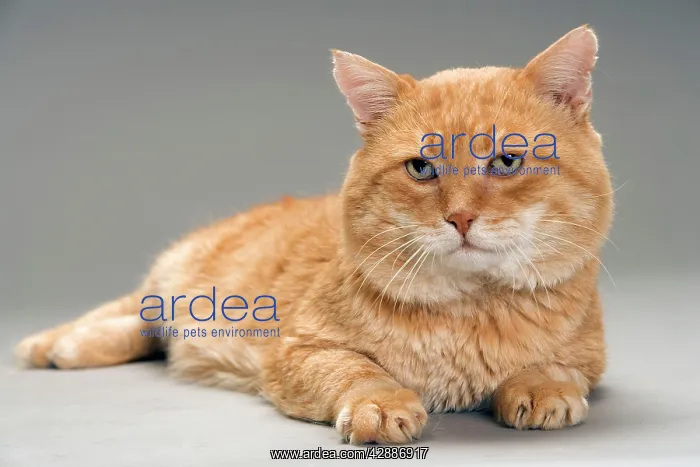  : European Red Tabby Cat, short-haired