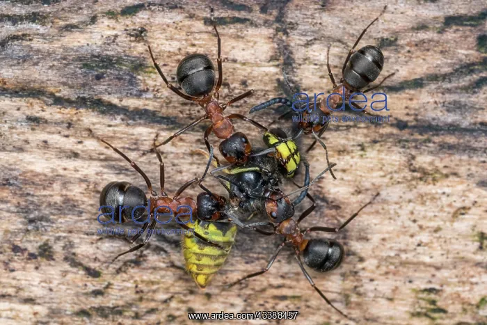 : European Red Wood Ant (Formica polyctena) captur : European Red Wood Ant (Formica polyctena) captur