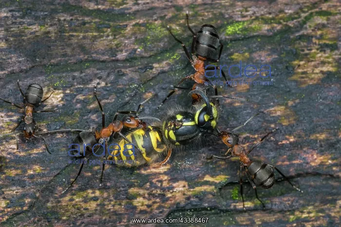 : European Red Wood Ant (Formica polyctena) captur : European Red Wood Ant (Formica polyctena) captur
