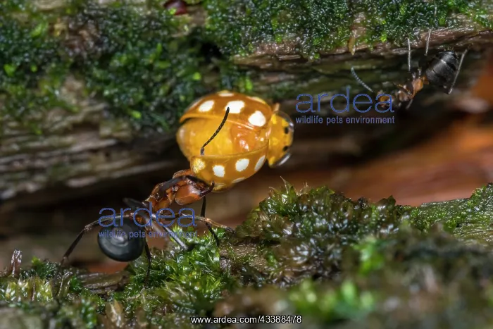 : European Red Wood Ant (Formica polyctena) captur : European Red Wood Ant (Formica polyctena) captur