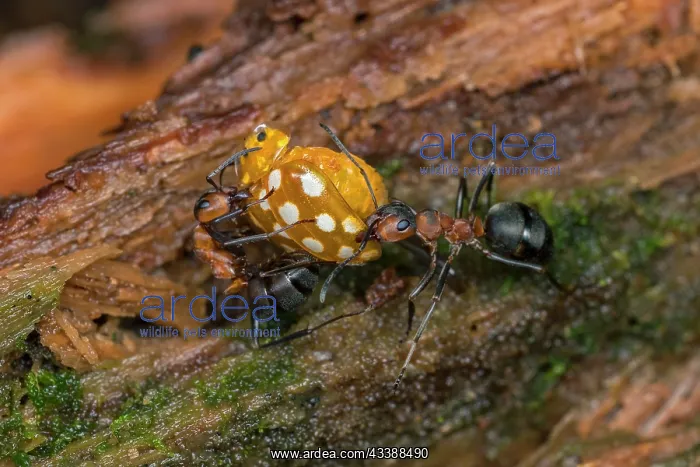 : European Red Wood Ant (Formica polyctena) captur : European Red Wood Ant (Formica polyctena) captur