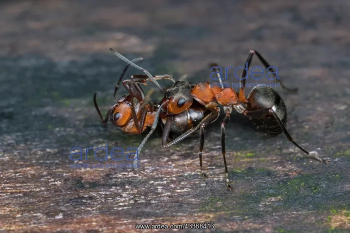 : European Red Wood Ant (Formica polyctena) carrie : European Red Wood Ant (Formica polyctena) carrie