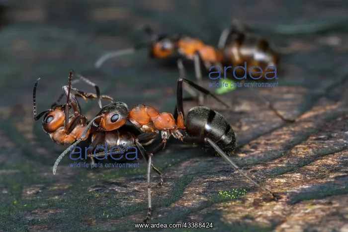 : European Red Wood Ant (Formica polyctena) carrie : European Red Wood Ant (Formica polyctena) carrie