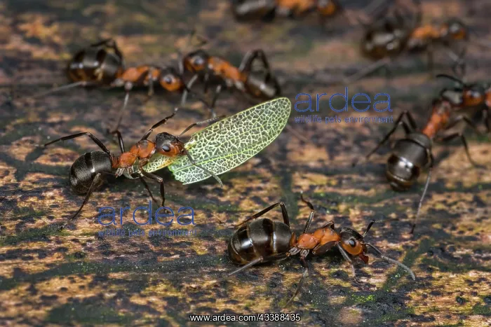 : European Red Wood Ant (Formica polyctena) carrie : European Red Wood Ant (Formica polyctena) carrie