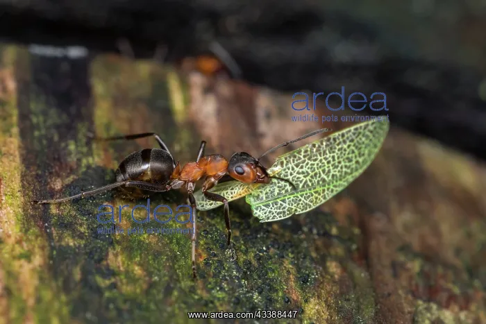 : European Red Wood Ant (Formica polyctena) carrie : European Red Wood Ant (Formica polyctena) carrie