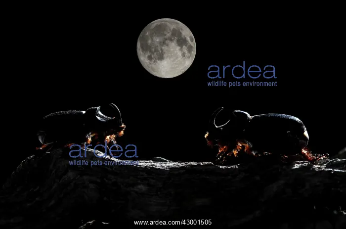 : European Rhinoceros Beetle adult male : European Rhinoceros Beetle adult male