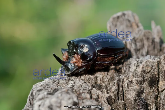 : European rhinoceros beetle (Oryctes nasicornis) : European rhinoceros beetle (Oryctes nasicornis)