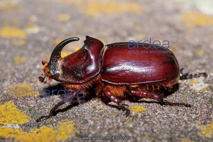 : European rhinoceros beetle (Oryctes nasicornis) : European rhinoceros beetle (Oryctes nasicornis)