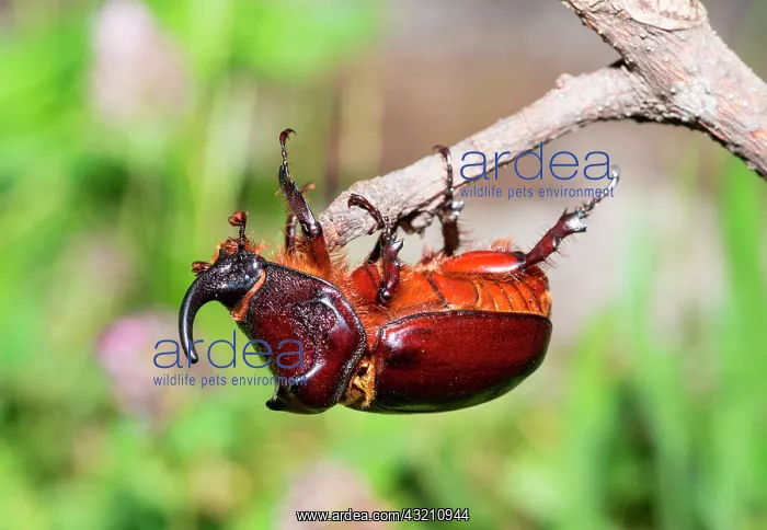 : European rhinoceros beetle (Oryctes nasicornis) : European rhinoceros beetle (Oryctes nasicornis)