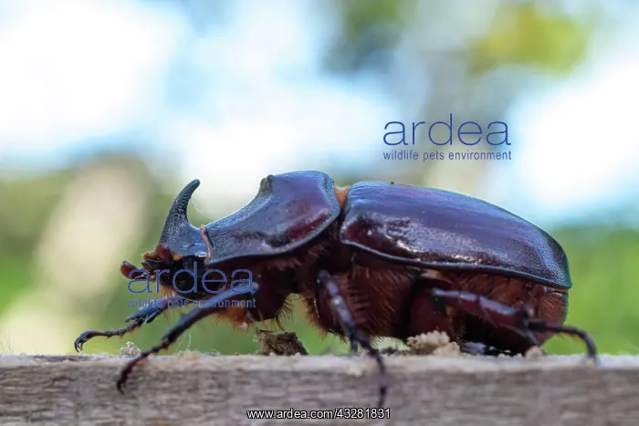 : European rhinoceros beetle (Oryctes nasicornis) : European rhinoceros beetle (Oryctes nasicornis)