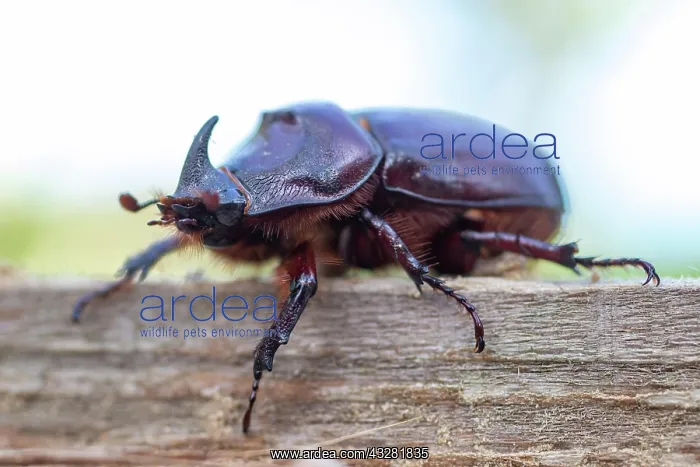 : European rhinoceros beetle (Oryctes nasicornis) : European rhinoceros beetle (Oryctes nasicornis)