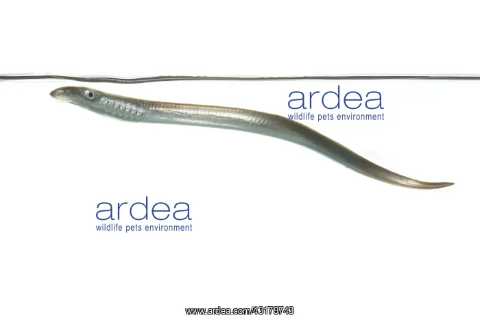 : European River Lamprey : European River Lamprey