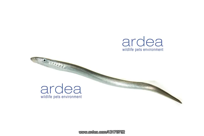  : European River Lamprey