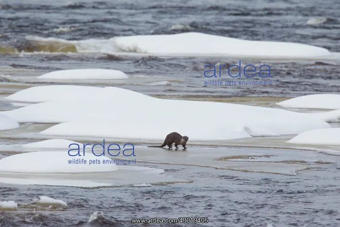 : European River Otter adult at frozen river : European River Otter adult at frozen river