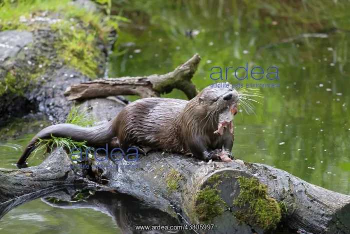 : European River Otter - adult Otter eating fish - : European River Otter - adult Otter eating fish -