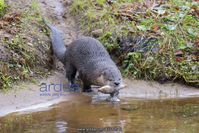 : European River Otter - adult otter eating a fish - Germany : European River Otter - adult otter eating a fish - Germany