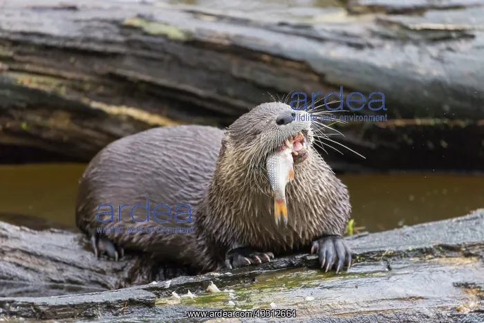 : European River Otter - adult otter eating a fish - Germany : European River Otter - adult otter eating a fish - Germany
