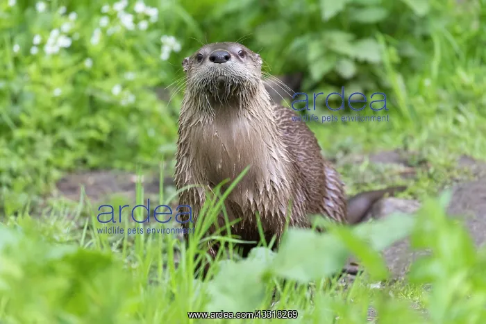 : European River Otter - adult otter - Germany : European River Otter - adult otter - Germany